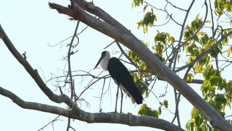Perched-on-a-high-tree-while-the-camera-zooms-out-and-slides-to-the-right,-Asian-Woolly-necked-Stork-Ciconia-episcopus,-Near-Threatened,-Thailand