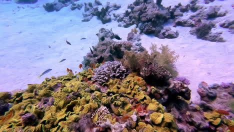 Bunte-Rifffische-Schwimmen-Auf-Einem-Korallenriff-Im-Roten-Meer