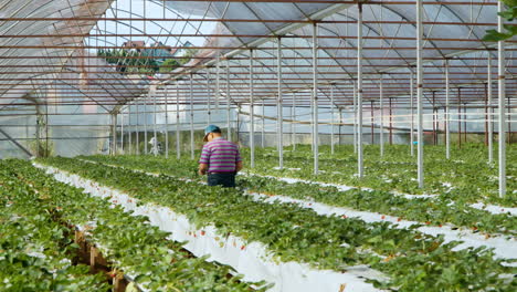 Senior-Strawberry-Farm-Owner-Man-Inspecting-Plants-Berries-Growth-Inside-Greenhouse-Plantation,-Walking-Along-Long-Rows-of-Strawberry-Bushes-in-Slow-Motion