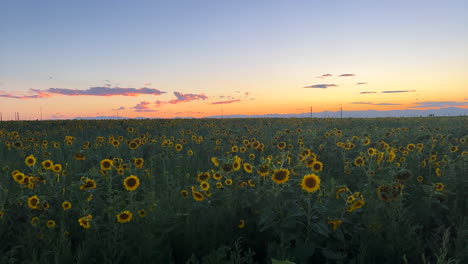 Orange-sunset-sunflower-field-farm-Rocky-Mountain-front-range-plains-horizon-clouds-early-evening-picturesque-Denver-International-airport-North-American-USA-Colorado-Kansas-Nebraska-slow-pan-right