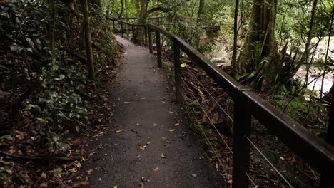 View-of-the-walking-trail-and-forest,-Natural-Bridge,-Springbrook-National-Park-Gold-Coast,-Australia