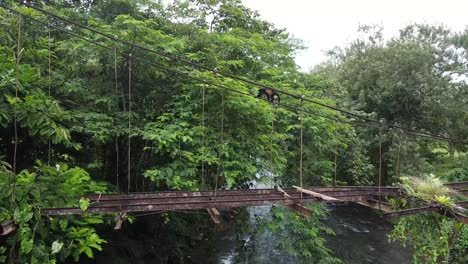 monkey-in-the-jungle,-costa-rica,-pura-vida-nature-reserve