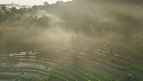 Dramatischer-Nebliger-Morgen-Im-Tropischen-Reisfeld-In-Der-Landschaft-Von-Bali,-Sidemen