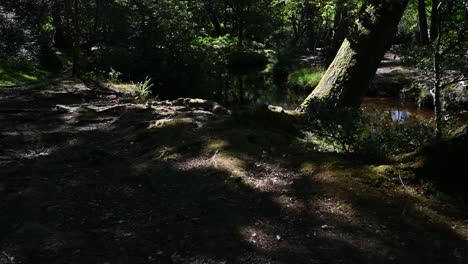 Baum-Beugt-Sich-über-Waldbach-In-Geflecktem-Sonnenlicht-Im-Sommer-Im-New-Forest,-Hampshire,-Großbritannien