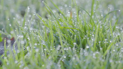 A-lush-field-of-green-grass-is-densely-covered-in-glistening-dewdrops,-each-reflecting-the-soft-light-of-dawn