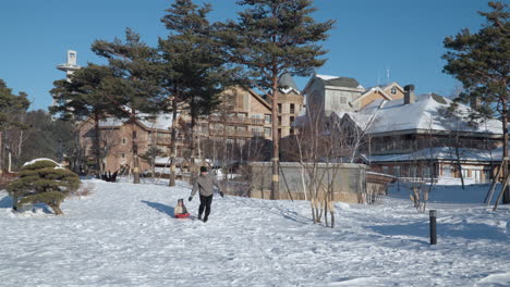 Kleines-Mädchen-Fällt-Aus-Dem-Schlitten-Im-Schnee,-Während-Es-Von-Seinem-Vater-Beim-Rodeln-Im-Alpensia-Village-Park-Bergab-Gezogen-Wird---Zeitlupen-Tracking