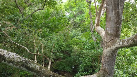 Volando-Sobre-Una-Rama-Alta-De-Un-árbol-En-La-Selva-Tropical-Y-Descendiendo-Junto-Al-Tronco-De-Un-árbol-En-Movimiento-Giratorio