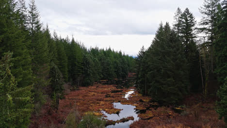 Pacific-Northwest-river-in-Evergreen-forest-low-shot-on-cloudy-day-in-Washington-State