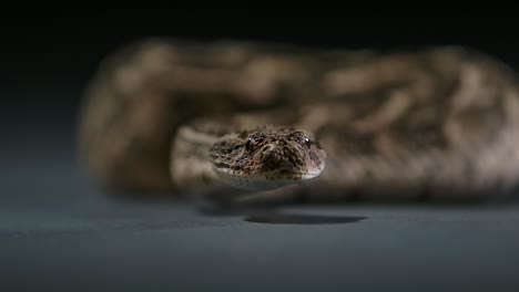 Wassermokassinotter-Schnippt-Mit-Der-Zunge-Im-Studio-Fotoshooting-Mit-Niedriger-Kameraperspektive