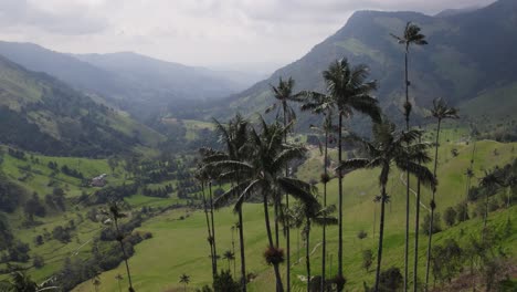 Hermosa-Vista-Panorámica-Del-Parque-Nacional-Valle-De-Cocora-En-Colombia,-Grandes-Palmeras