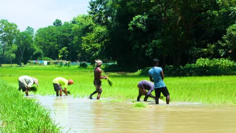 Agricultores-Plantando-Arroz-Con-Cáscara-En-Una-Granja-Agrícola-Submarina-A-Mano.