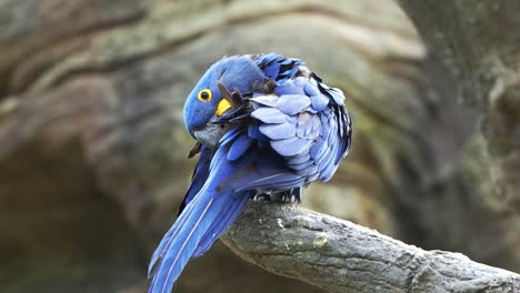 Nahaufnahme-Eines-Exotischen-Hyazinth-Aras,-Anodorhynchus-Hyacinthinus,-Der-Oben-Thront,-Seine-Flügelfedern-Putzt-Und-Pflegt,-Sein-Auffälliges-Blaues-Gefieder-Aufplustert,-Eine-Gefährdete-Vogelart