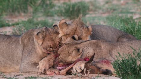 Leones-Salvajes-Peleando-Por-Comida-En-La-Sabana-Africana