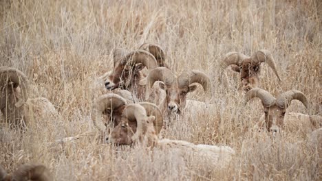 Group-of-bighorn-sheep-grazing-in-the-dry-grass-of-Garden-of-the-Gods,-Colorado-Springs