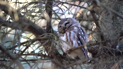 A-northern-saw-whet-resting-in-a-conifer-tree
