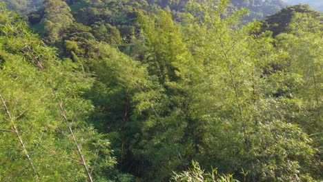 Aerial-landscape-view-over-a-dense-and-lush-bamboo-forest,-in-Colombia,-on-a-sunny-day