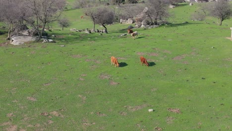 drone-flight-in-an-area-of-green-grasses-and-rocks,-some-without-leaves-with-a-scattered-group-of-cows-of-different-colors-grazing-on-a-winter-morning-in-Ávila-Spain,-the-video-is-in-slow-motion