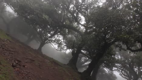 Spin-shot-of-fanal-forest-under-windy-storm,-Magical-Madeira-Island