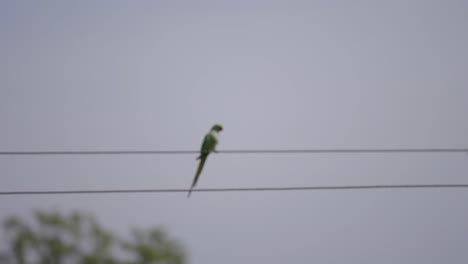 A-sunny-day-long-shot-of-a-parakeet-sitting-on-electricity-wire-with-backdrop-of-sky-and-a-tree