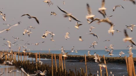 Flying-around-in-circles-as-they-take-food-from-people-as-the-camera-zooms-out,-Seagulls-flying-around,-Thailand