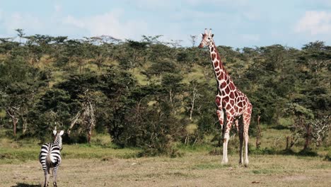 Jirafa-Y-Cebra-Paradas-En-La-Sabana-En-Masai-Mara,-Kenia