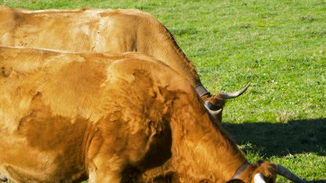 Galician-Blond-cattle-in-pastoral-setting,-San-Xoan-de-Rio,-Ourense,-Spain