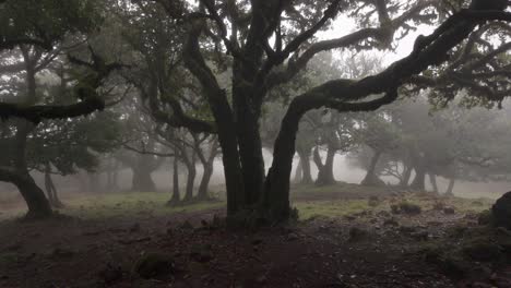 Toma-En-Cámara-Lenta-Del-Paisaje-De-Ensueño-Del-Bosque-Fanal,-Isla-De-Madeira