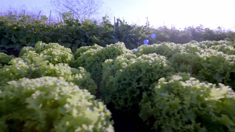 Neat-rows-of-organic-lettuce-plants-create-sense-of-order-on-the-farm