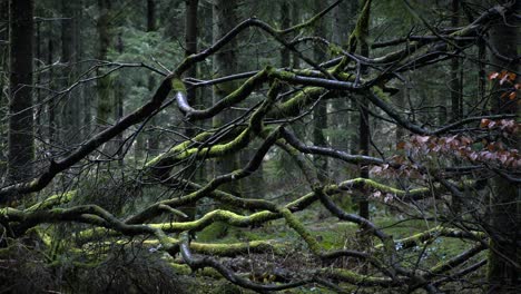 árbol-Caído-En-Un-Denso-Bosque-Británico-4k
