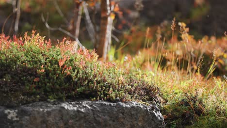 Eine-Weiche-Schicht-Farbenfroher-Herbstvegetation-Auf-Einem-Riesigen-Felsen-In-Der-Norwegischen-Tundra