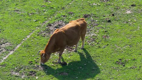 Vemos-Una-Vaca-De-Color-Marrón-Rojizo-Pastando-En-Un-Pasto-Verde.