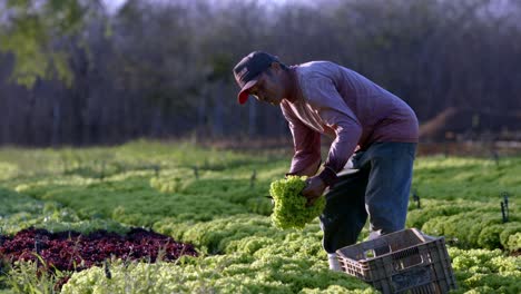 Peón-Trabaja-Diligentemente-Seleccionando-Cultivos-Para-El-Consumo