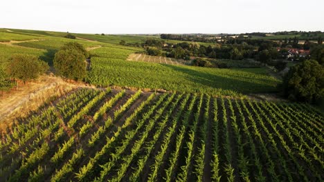 Aéreo:-Viñedo-Durante-La-Puesta-De-Sol-En-Alemania