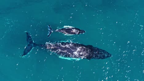 Von-Oben-Aus-Der-Vogelperspektive-Ein-Buckelwal-Mutter--Und-Kalb-Paar-Beim-Gemeinsamen-Schwimmen