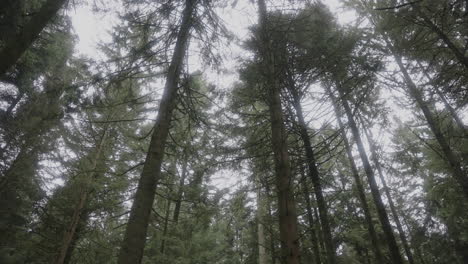 Pine-tree-tops-from-below
