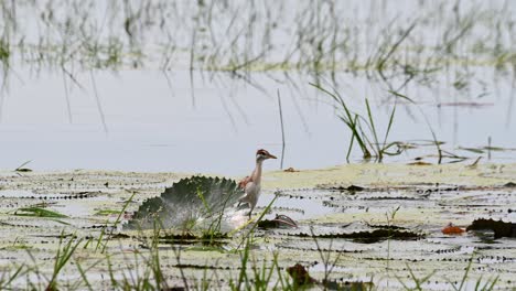 A-juvenile-hiding-behind-a-lily-pod-in-the-middle-of-a-swamp,-Bronze-winged-Jacana-Metopidius-indicus,-Thailand