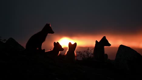 Arctic-Fox-family-resting-in-front-of-silhouetted-brilliant-sunset,-handheld-slow-motion