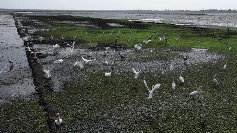 Luftbild-Drohne,-Aber-Sie-Folgen-Ihm-Hinter-Den-Stufen-Und-Wie-Er-Fliegt-Gibt-Es-Eine-Menge-Wasser-Und-Kleine-Bäume-Um