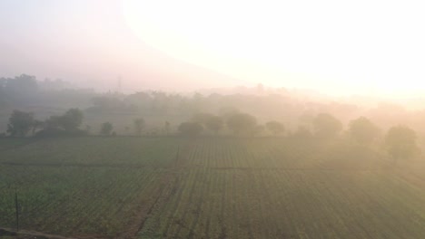 Vista-Aérea-Del-Dron,-La-Cámara-Avanza,-El-Dron-Vuela-Sobre-Cocoteros-Y-Se-Ven-Grandes-Campos