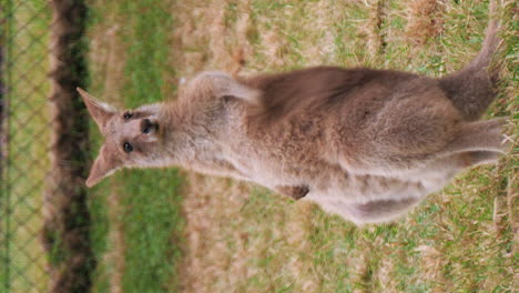 Young-red-kangaroo-standing-a-grooming-itself---vertical-video