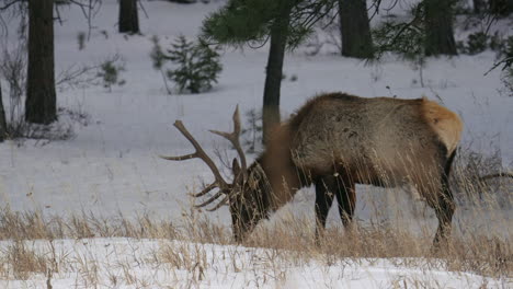 Männlicher-Stier-Elch-Herde-Rocky-Mountains-Yellowstone-Nationalpark-Montana-Wyoming-Idaho-Denver-Colorado-Tierwelt-Tier-Geweih-Sonnenuntergang-Winter-Essen-Hohes-Gras-Wald-Wiese-Hinterland-Bock-Jäger-Kardanisch