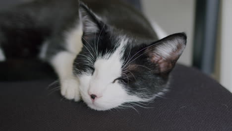 Lindo-Gato-Mascota-Dormido-En-Una-Silla.-Animal-En-Reposo