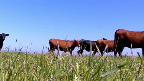 Herd-of-Angus-cattle-grazing,-filmed-at-ground-level