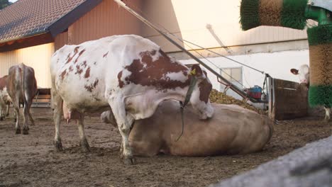 Plano-Amplio-De-Vacas-Simmentales-Pastando-En-La-Granja,-Campo-Austriaco,-Día