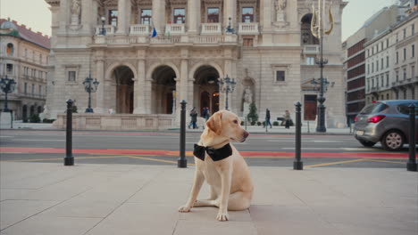 Cute-Labrador-Retriever-sits-on-the-street-while-looking-around