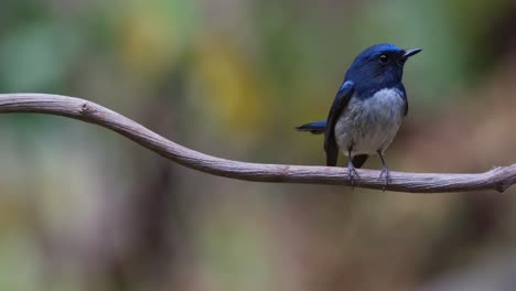 Wedelt-Mit-Dem-Schwanz-Auf-Und-Ab,-Während-Die-Kamera-Heranzoomt-Und-Gleichzeitig-Nach-Rechts-Schaut,-Hainan-Blauschnäpper-Cyornis-Hainanus,-Thailand