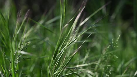 Nahaufnahme-Von-Gras-Mit-Schmaler-Tiefenschärfe