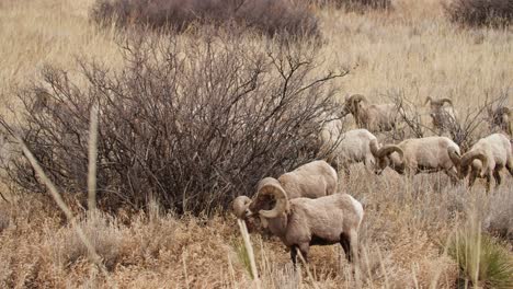 Herd-Of-Bighorn-Sheep-Grazing-On-Grassland-In-Rocky-Mountains