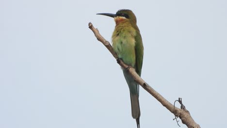 Pájaro-Abejaruco-En-El-árbol-