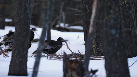 A-flock-of-wild-female-turkeys-running-through-snow-covered-forest-in-slow-motion